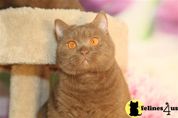 BritishRoyalCats.com Picture 1
